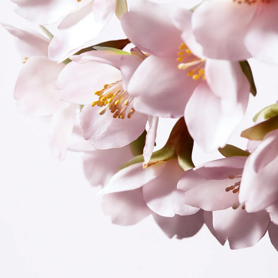 Shiseido